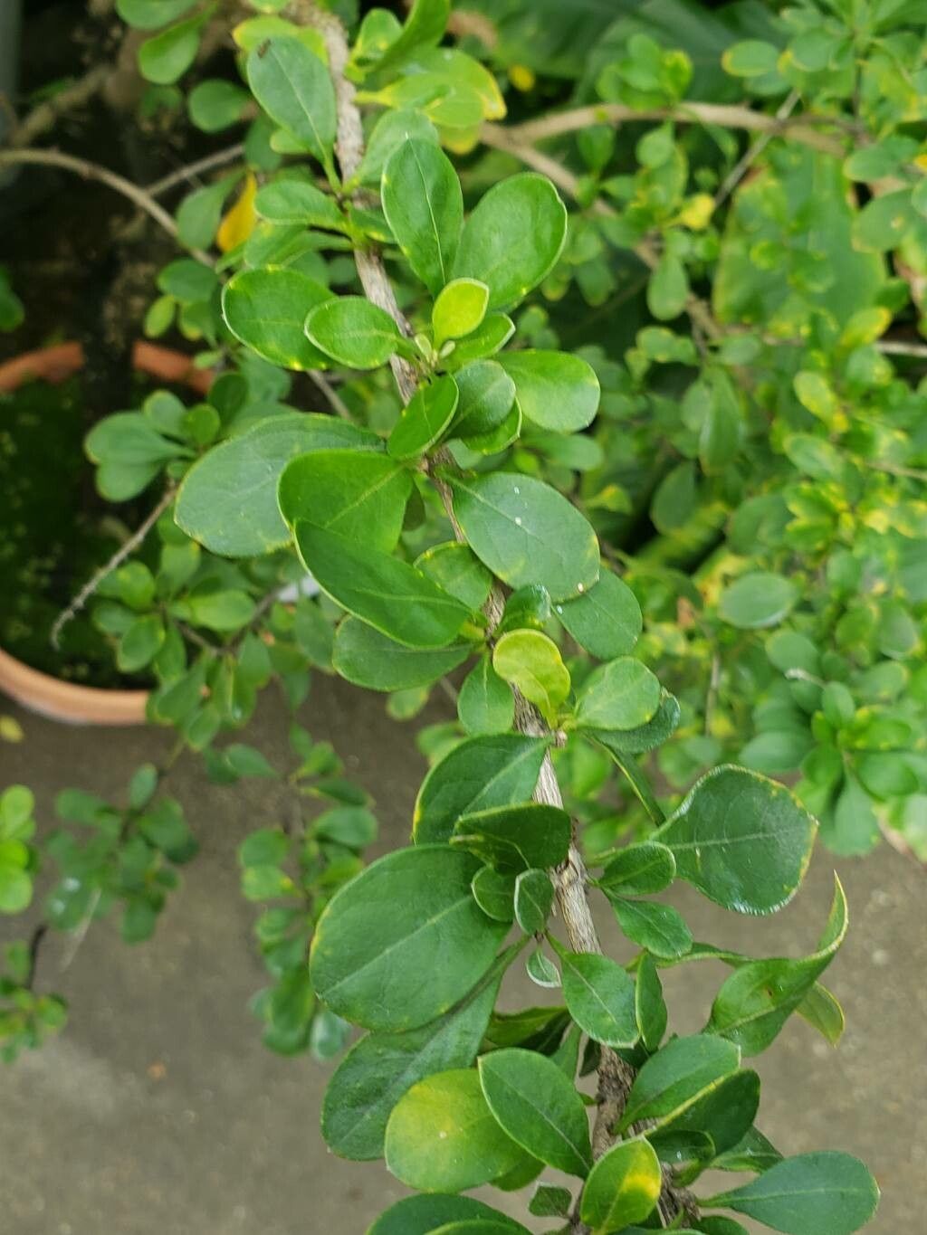 Duranta stenostachya — houseplant care guide