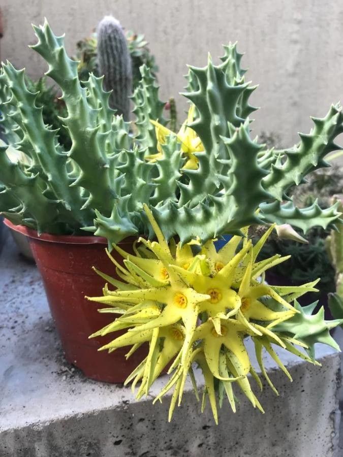 Orbea lutea — search result for 'Orbea'