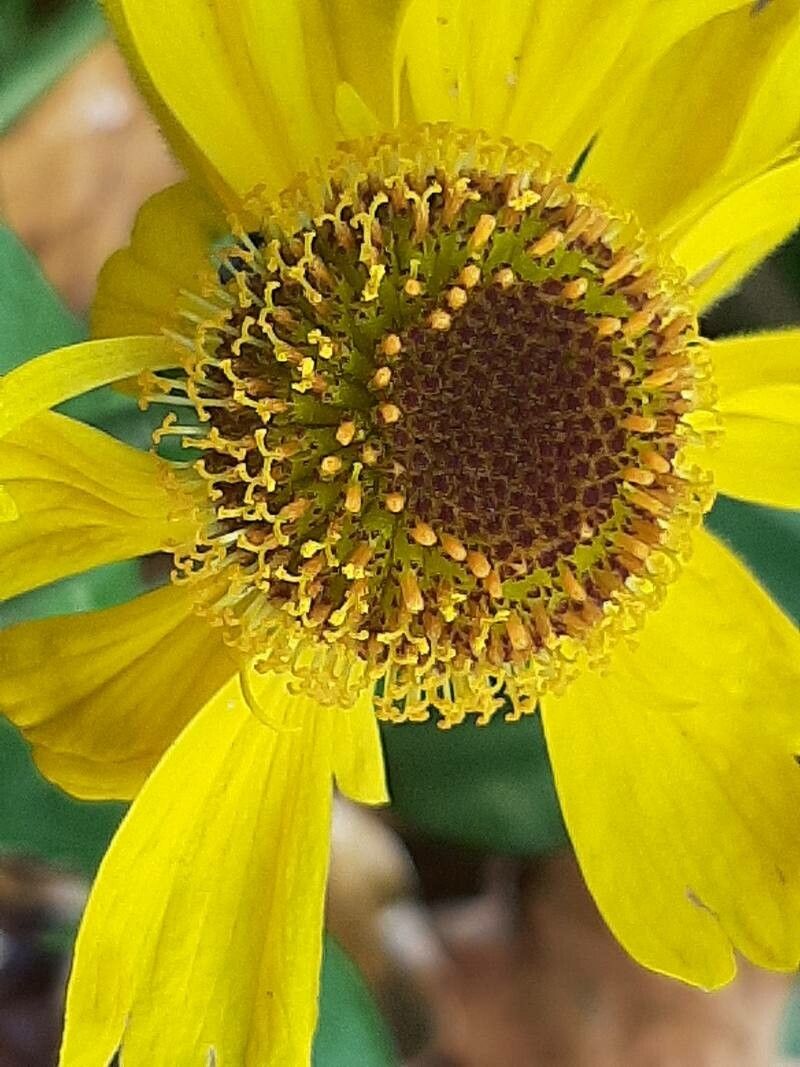 Helenium bigelovii flower