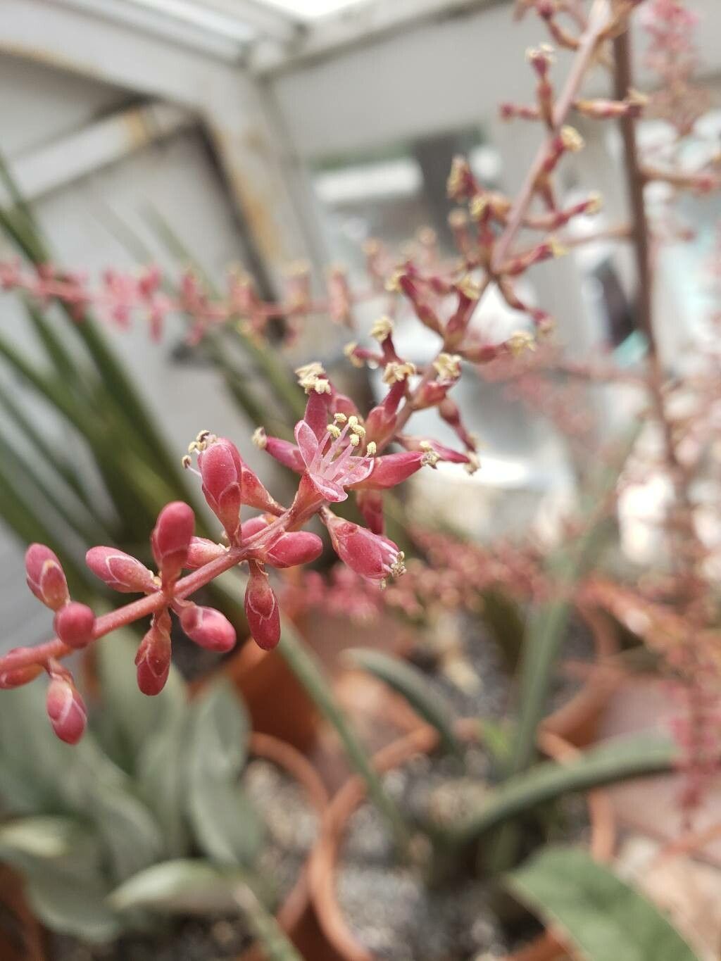 Hechtia marnier-lapostollei flower