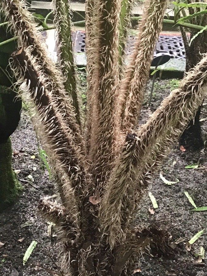 Sphaeropteris cooperi bark