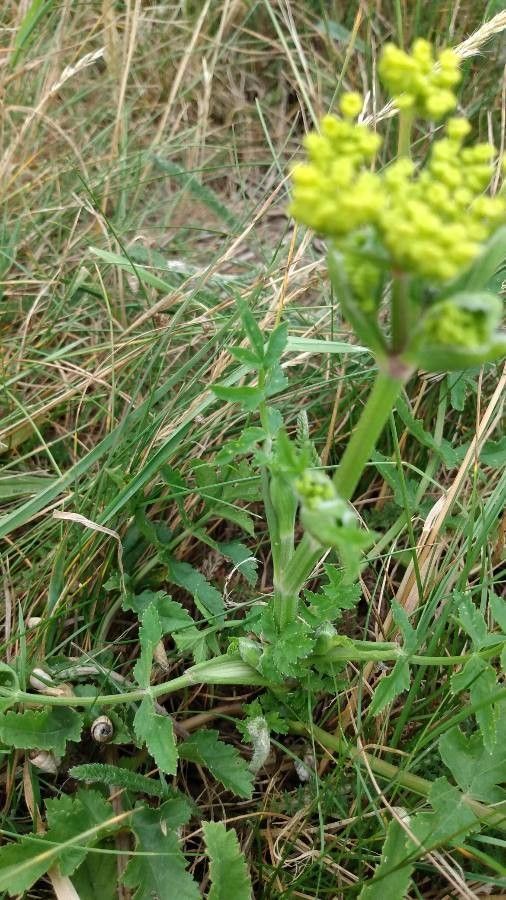 Polytaenia nuttallii leaf