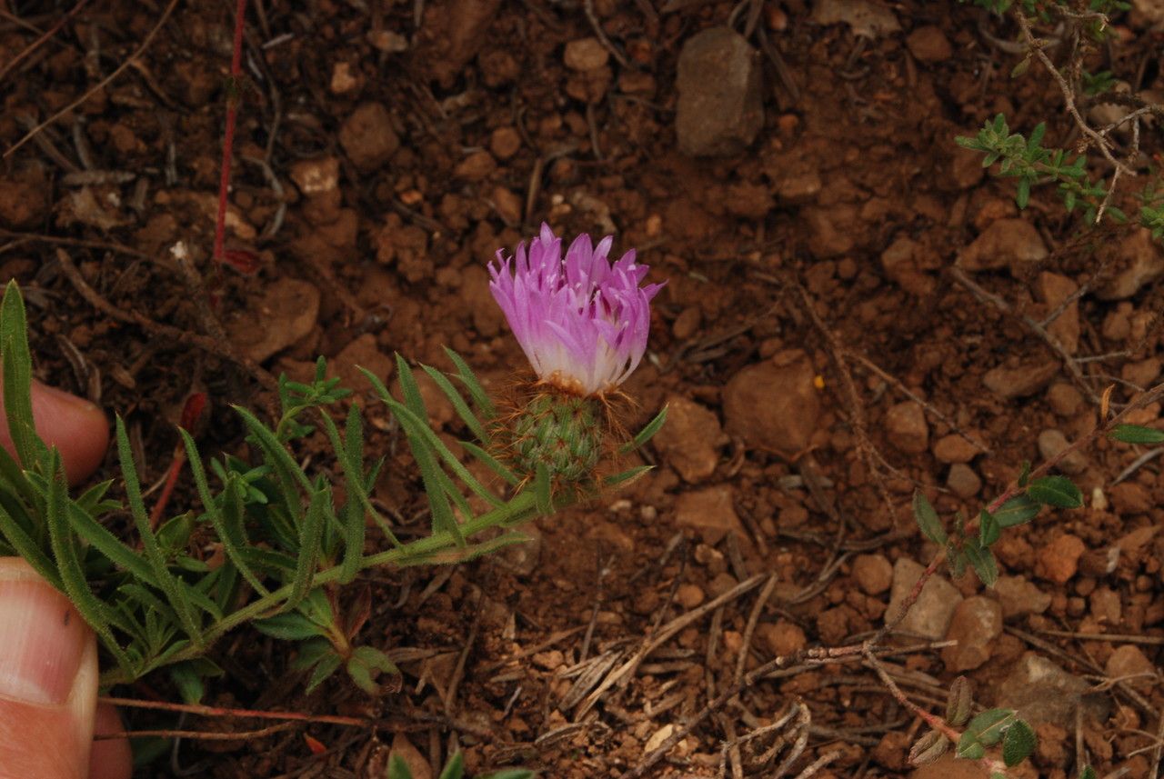 Centaurea linifolia flower