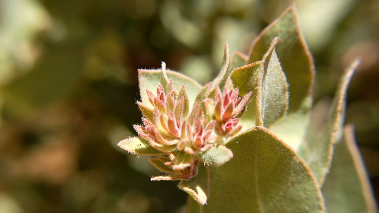 Arctostaphylos auriculata flower