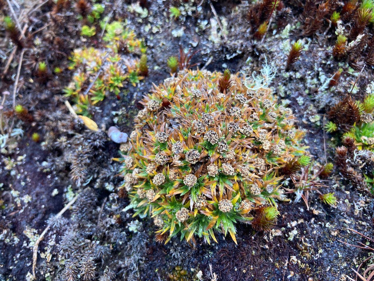 Paepalanthus pilosus habit