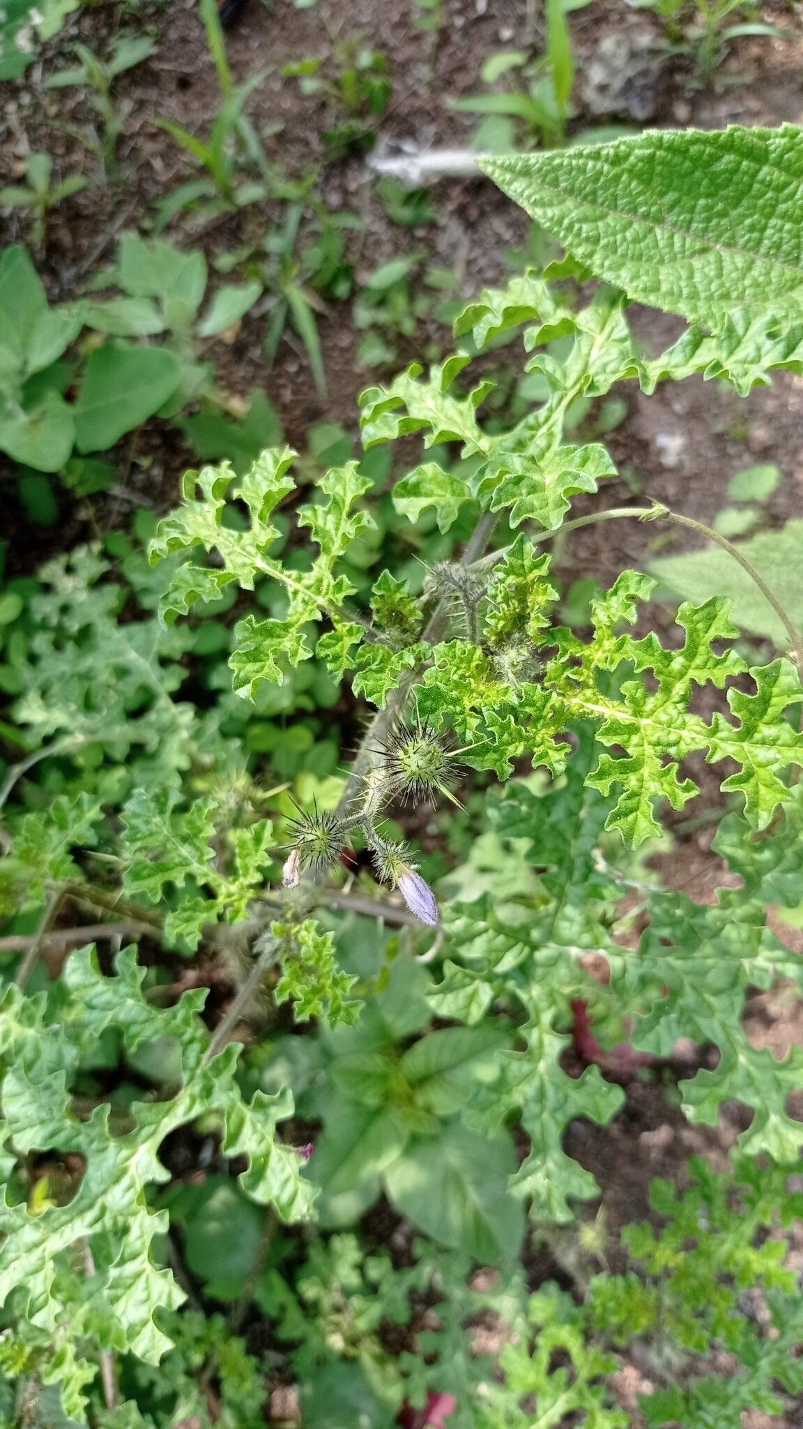 Solanum tribulosum flower