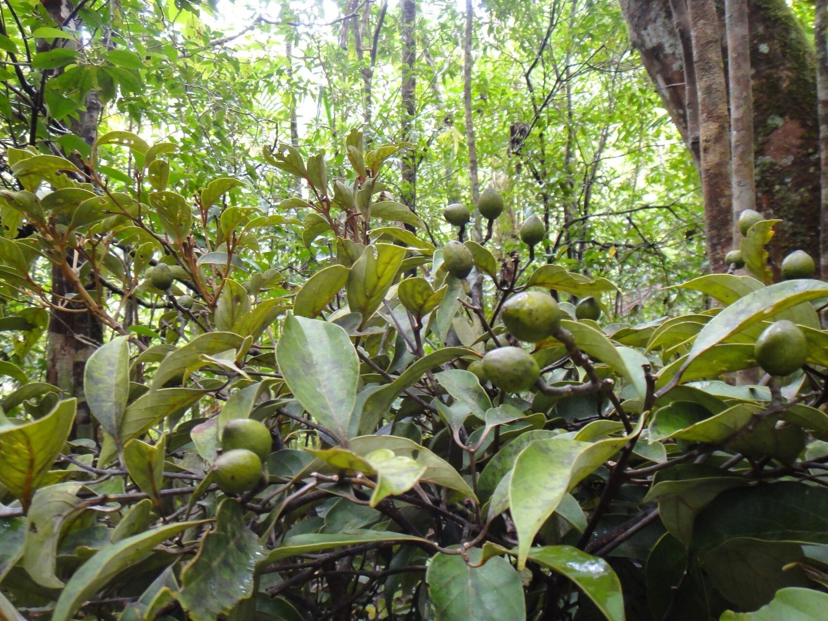 Cryptocarya longifolia fruit