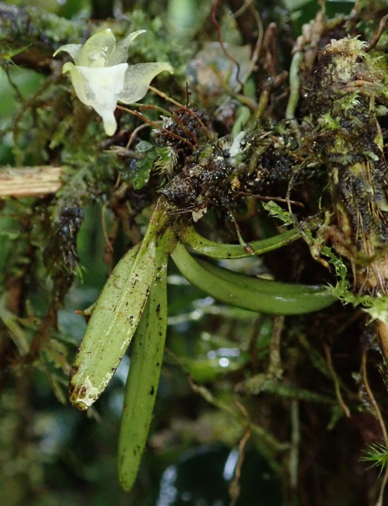 Aeranthes adenopoda habit
