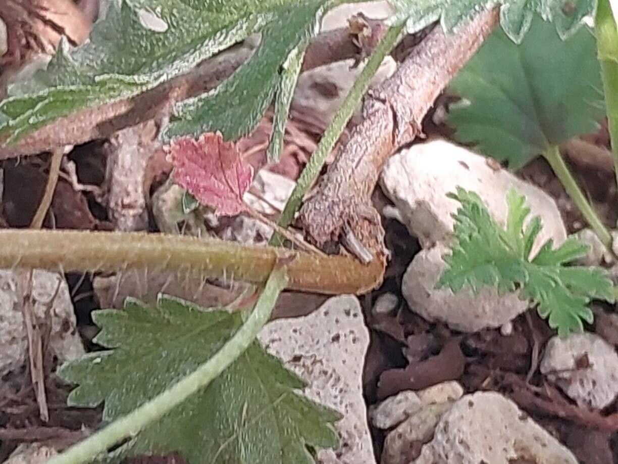 Pelargonium caucalifolium bark