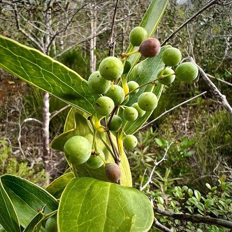 Smilax neocaledonica fruit