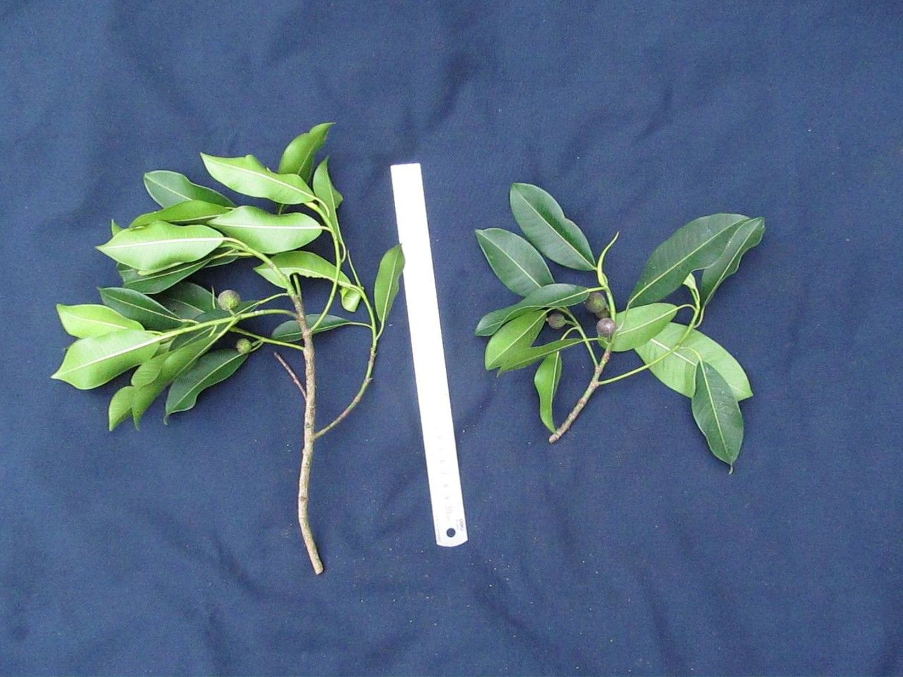 Ficus yoponensis other