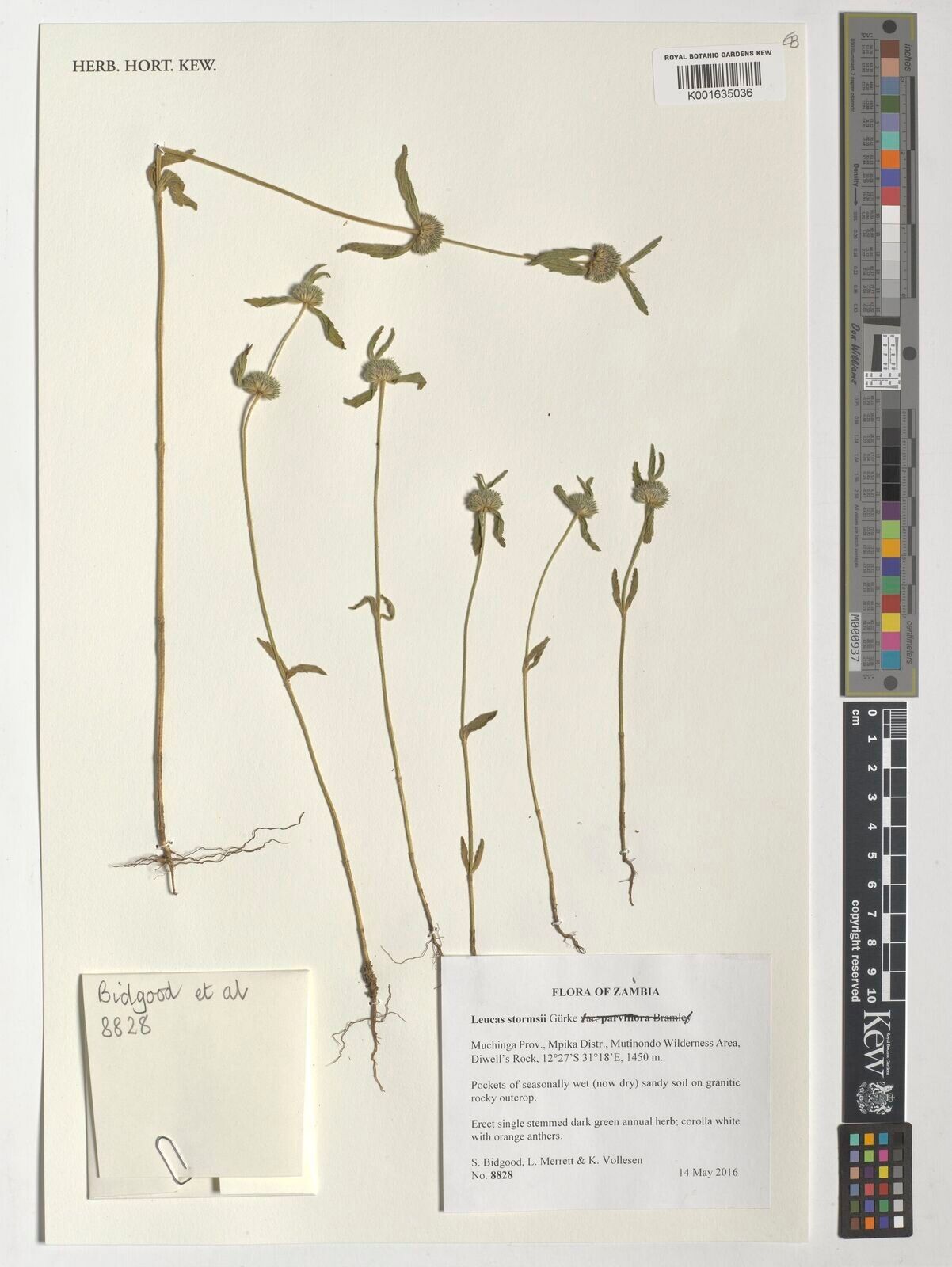 Leucas stormsii — houseplant care guide