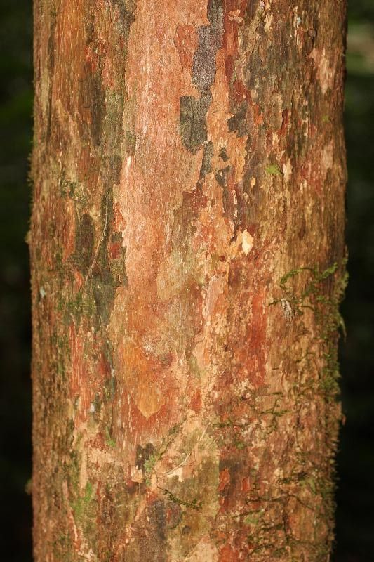 Pouteria grandis bark