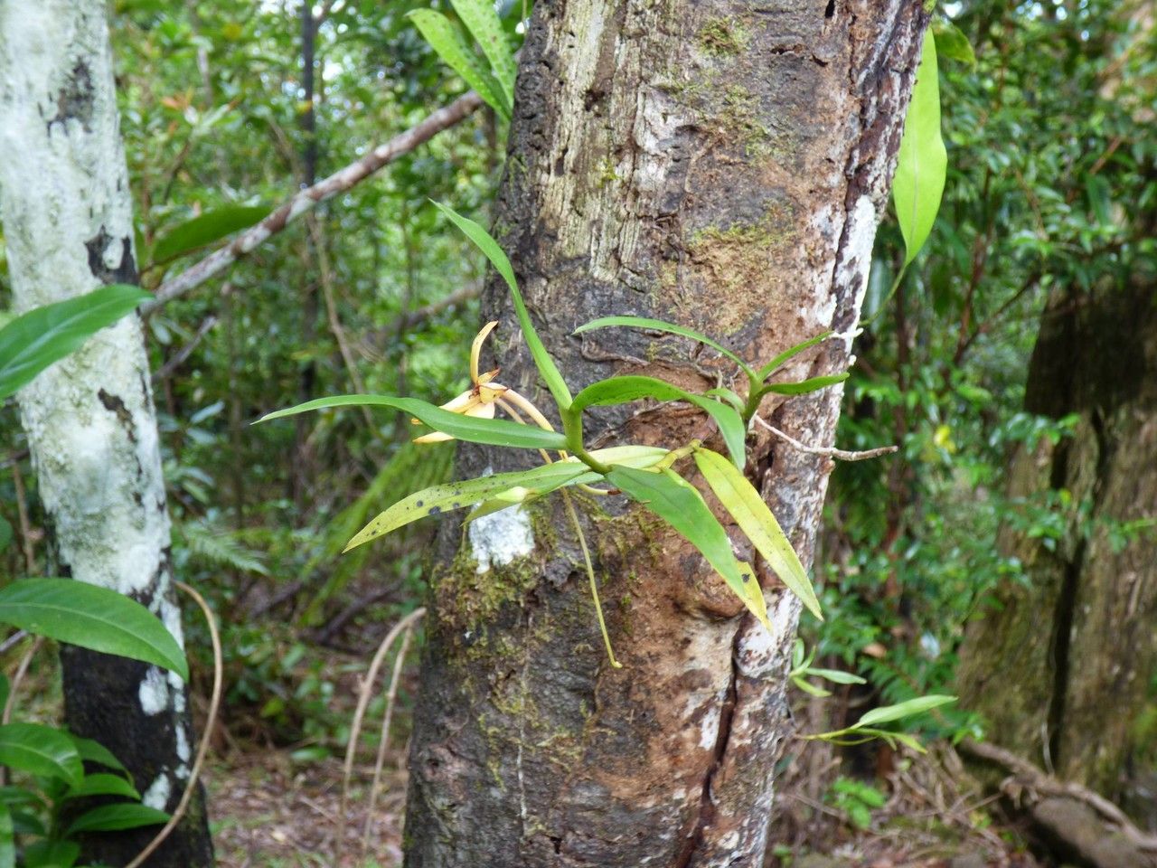 Angraecum ramosum habit