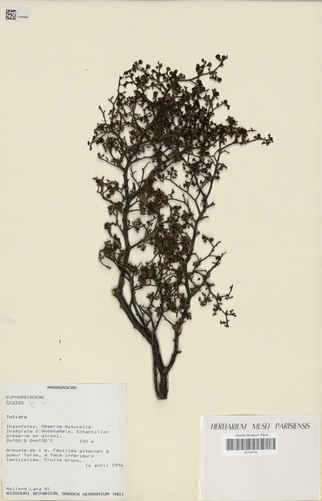 Croton inops — houseplant care guide