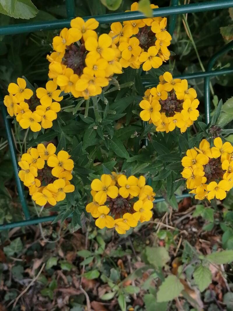 Erysimum grandiflorum flower