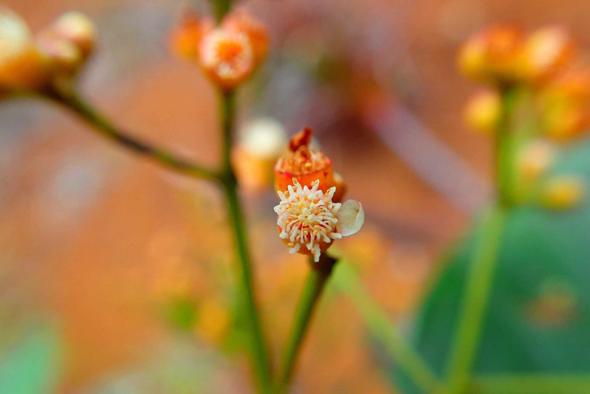 Syzygium mouanum flower
