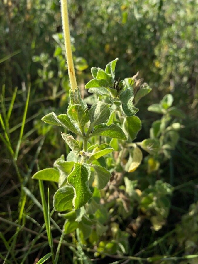 Ruellia bignoniiflora — search result for 'Ruellia'