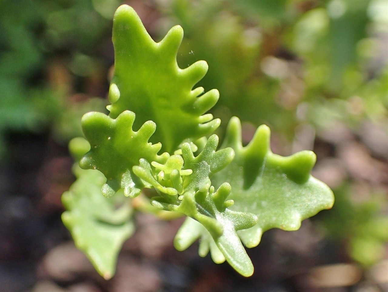 Hylotelephium populifolium fruit