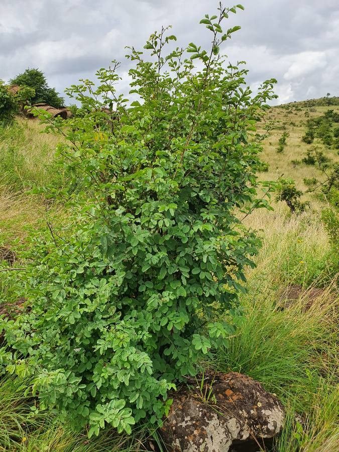 Indigofera binderi habit