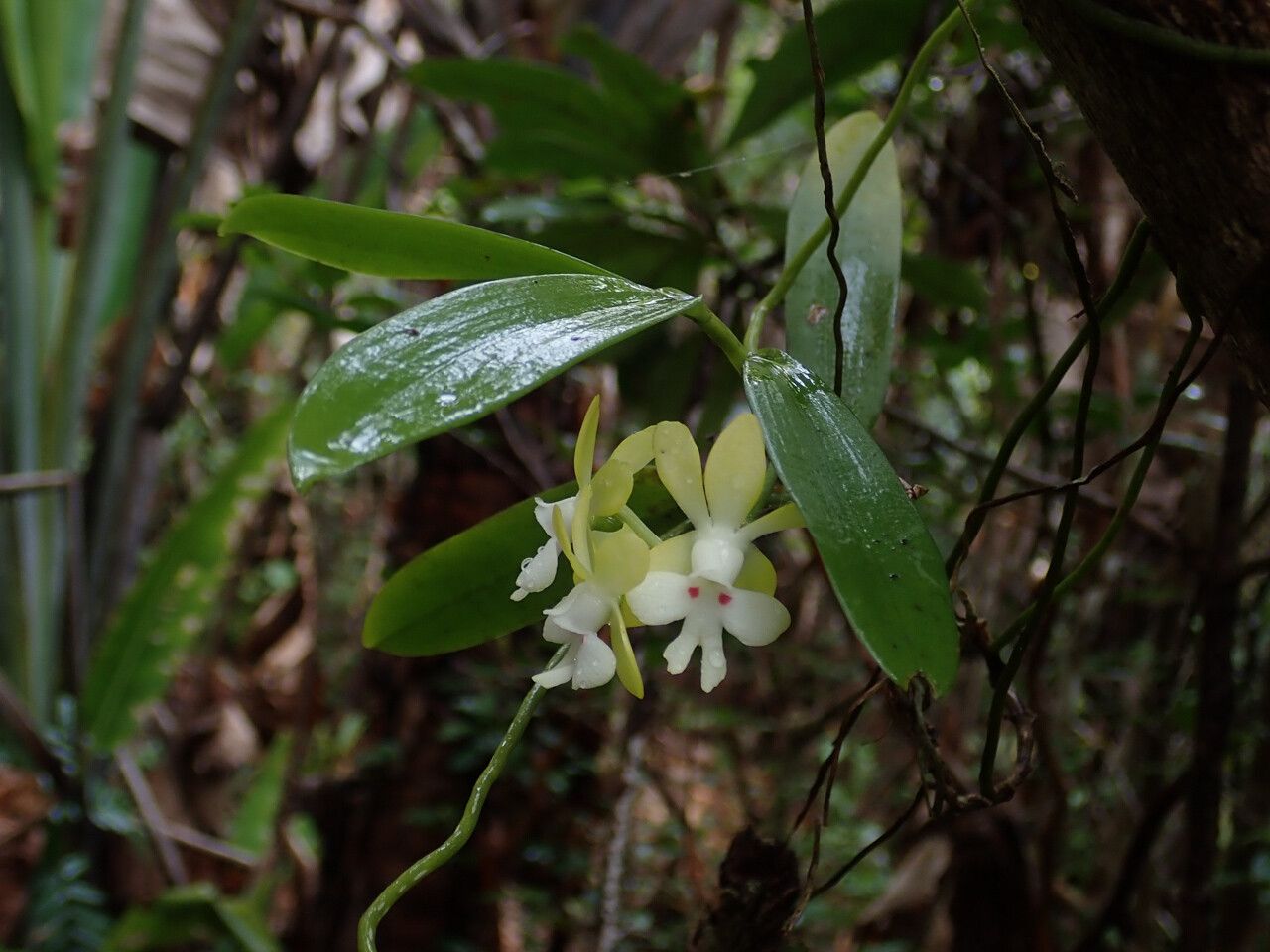 Oeonia brauniana habit