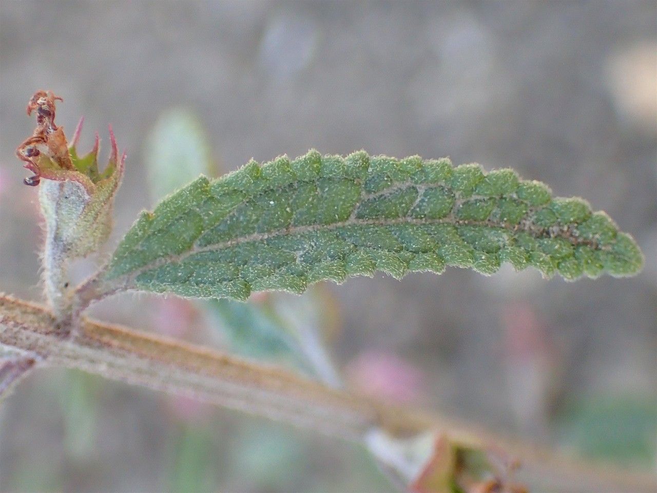 Teucrium asiaticum leaf