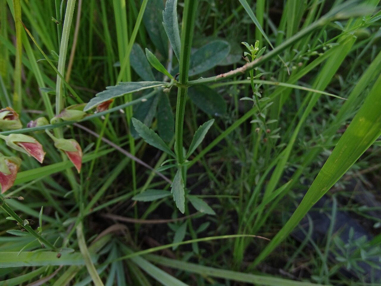Scoparia dulcis leaf