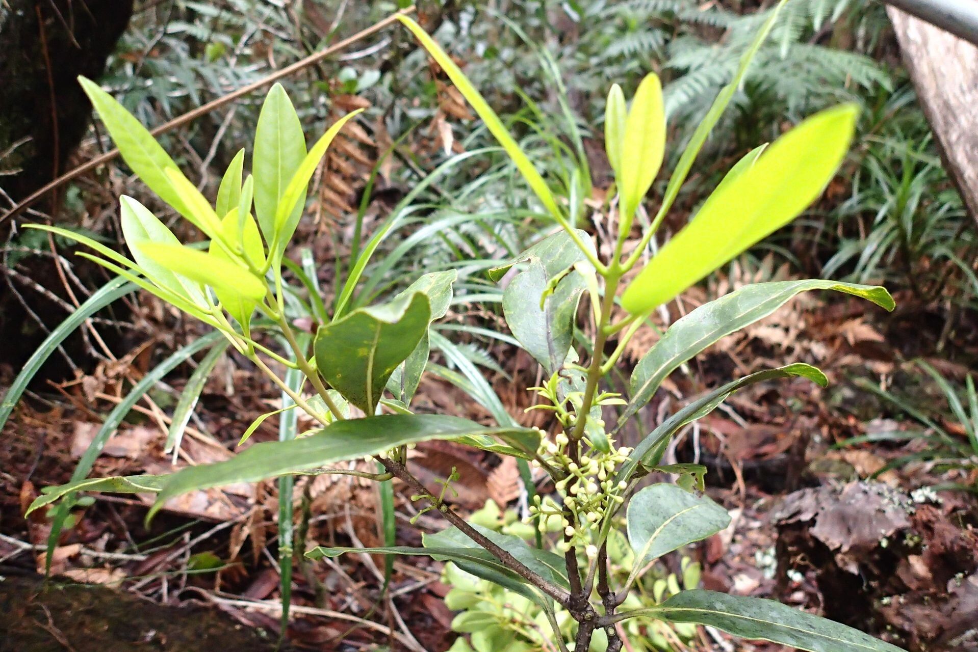 Osmanthus cymosus habit