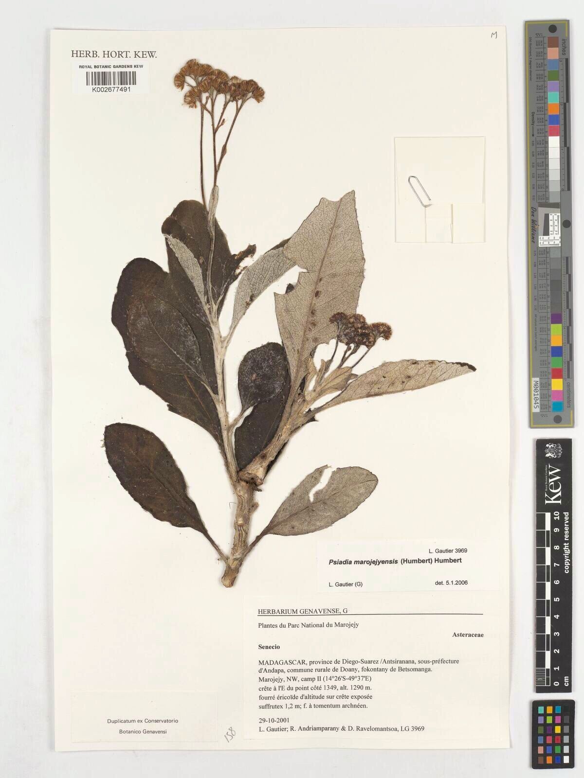 Psiadia marojejyensis — houseplant care guide