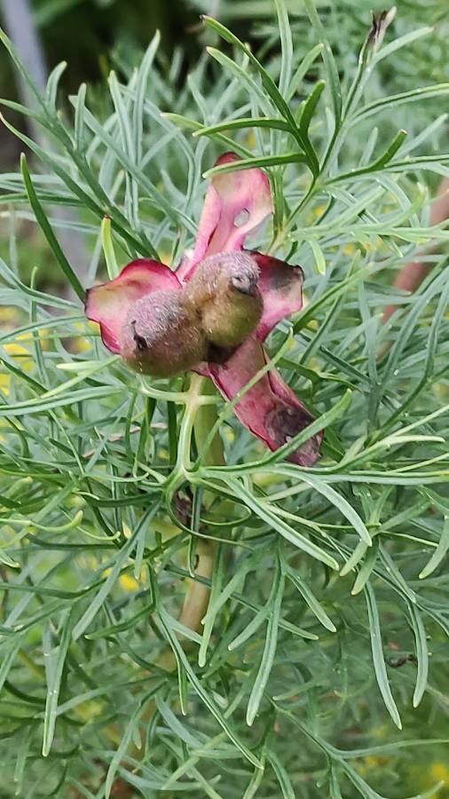 Paeonia tenuifolia fruit