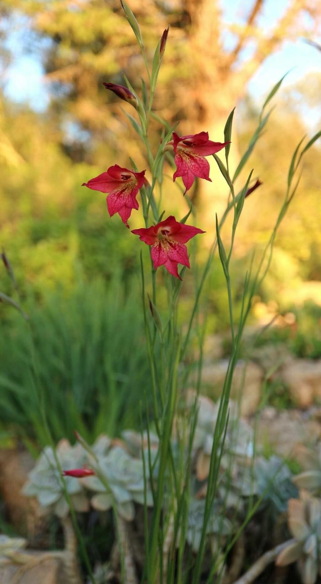 Gladiolus priorii — search result for 'Gladiolus'