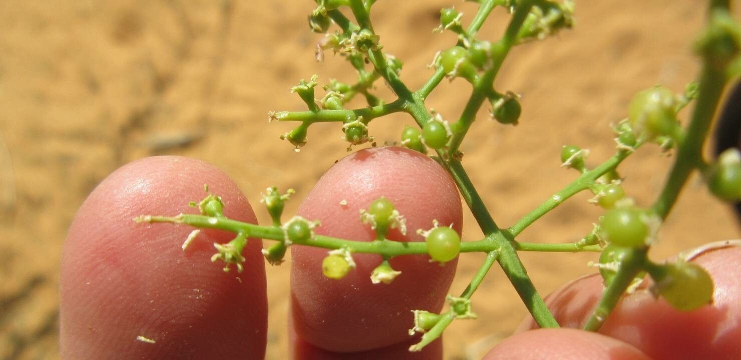 Salvadora persica fruit