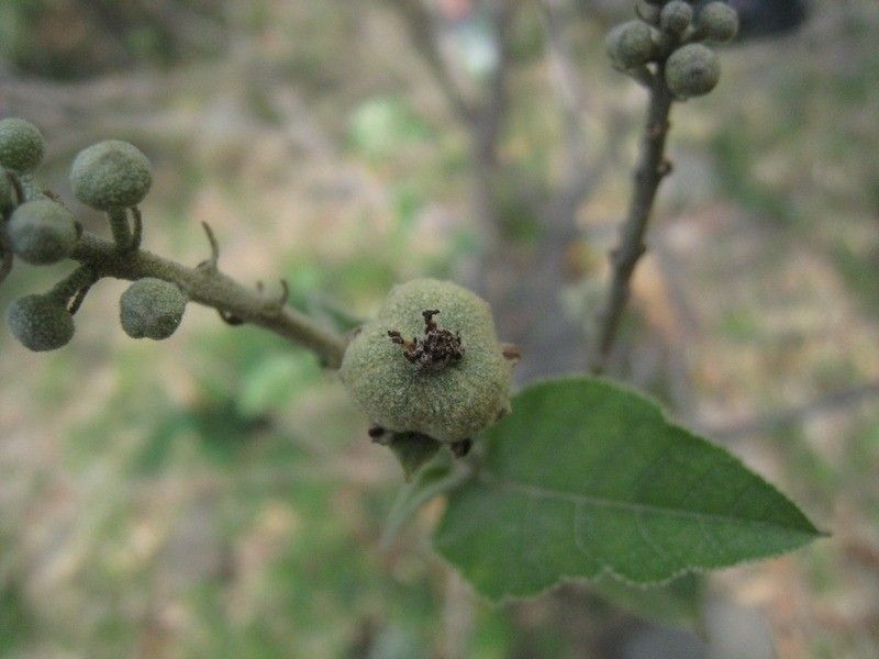 Croton mauritianus fruit