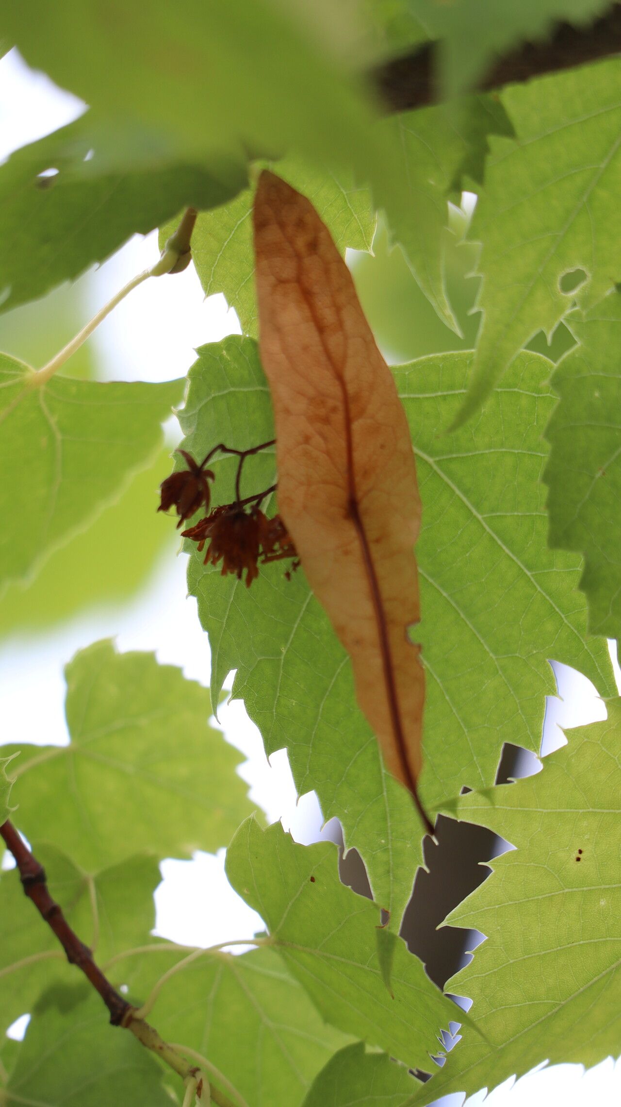 Tilia chingiana flower