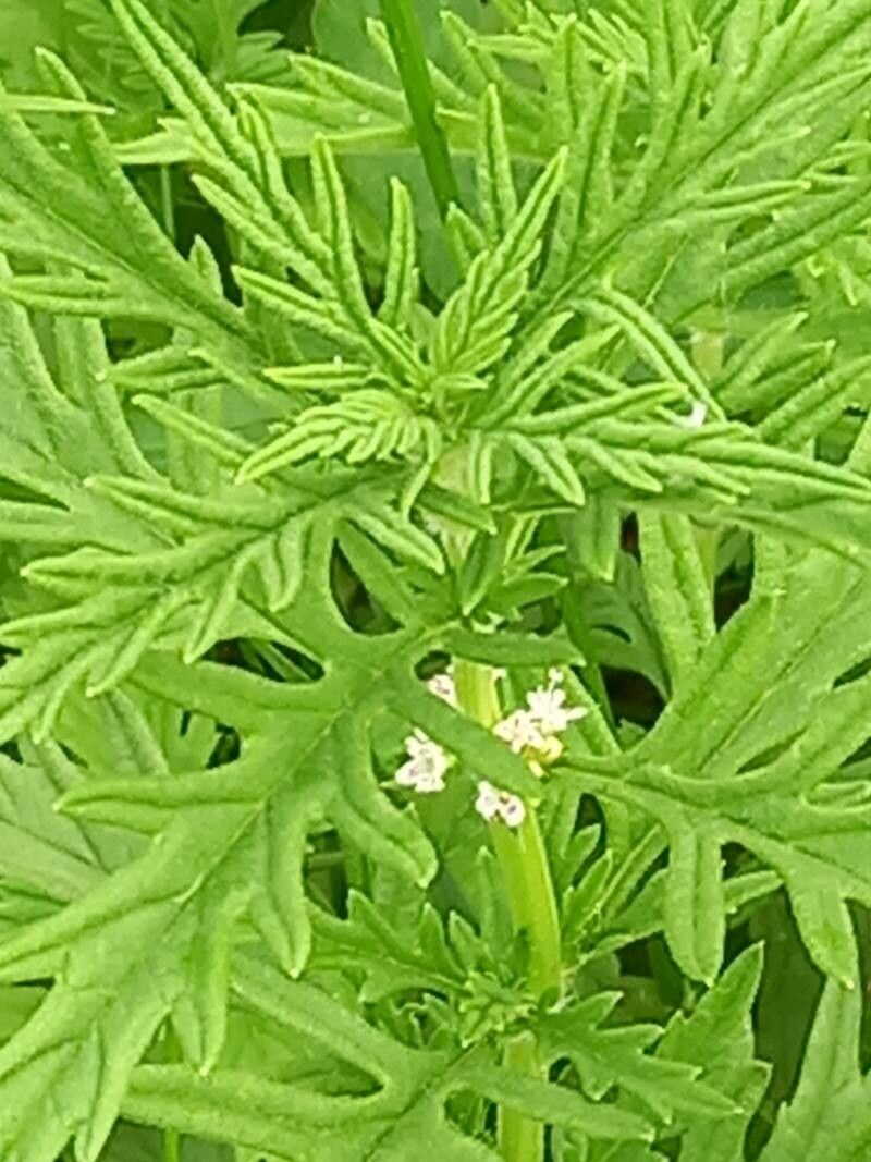 Lycopus exaltatus flower