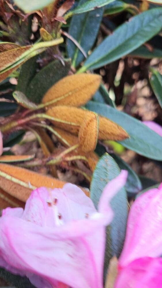 Rhododendron recurvoides — houseplant care guide