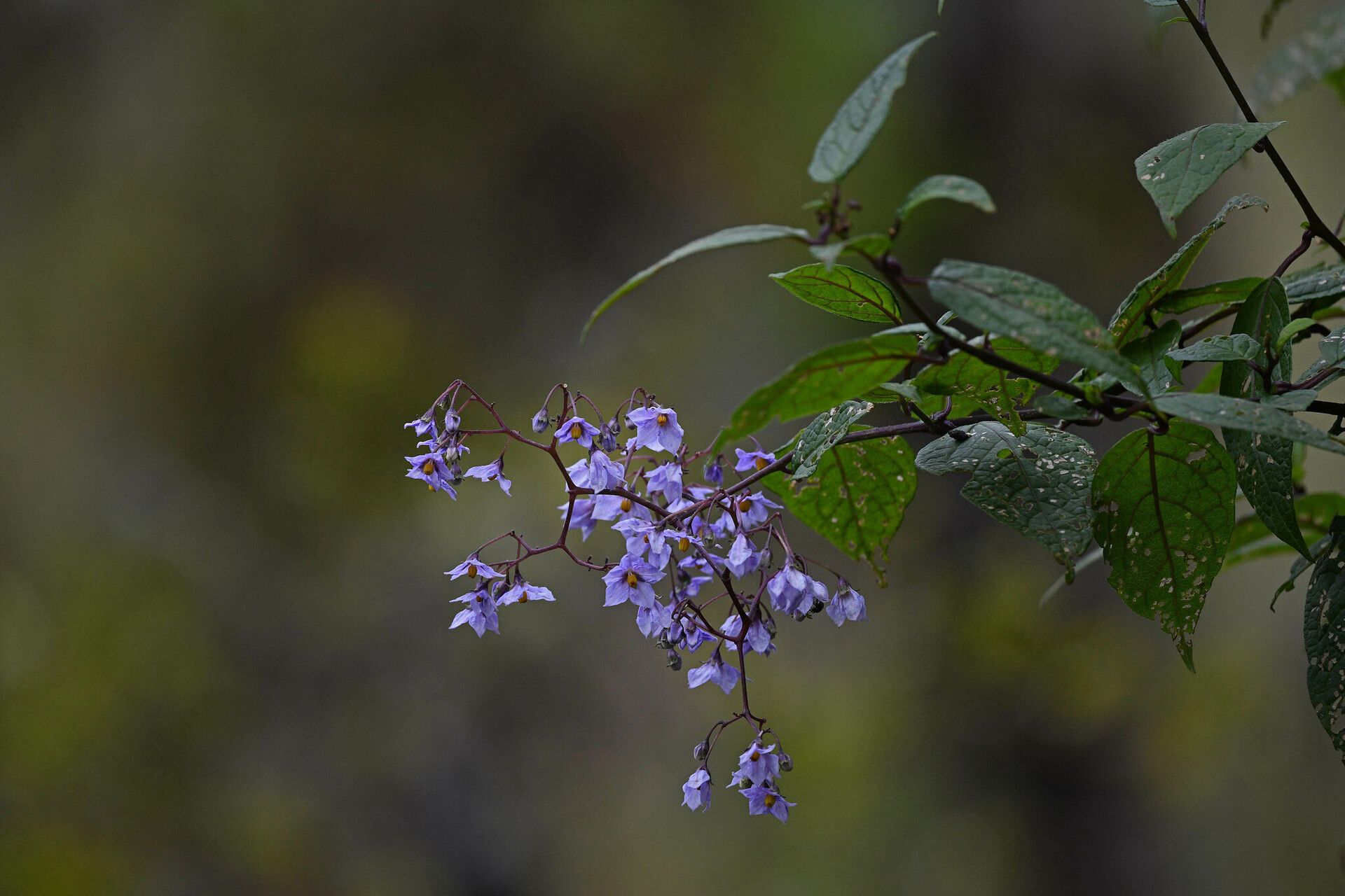 Solanum runsoriense — houseplant care guide
