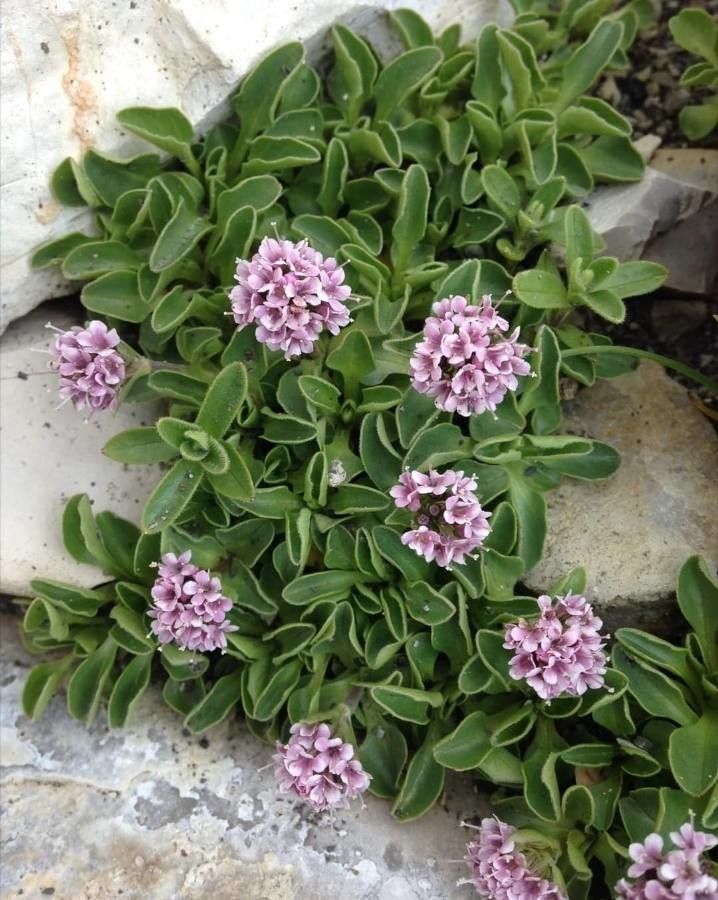Valeriana supina — search result for 'Valeriana'
