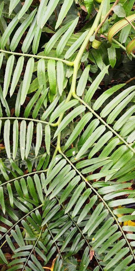 Angiopteris fokiensis leaf