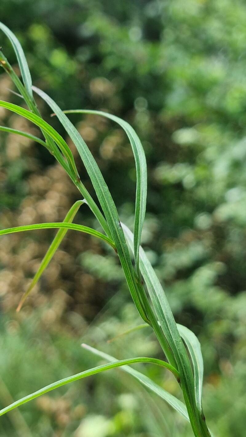 Campanula witasekiana — houseplant care guide