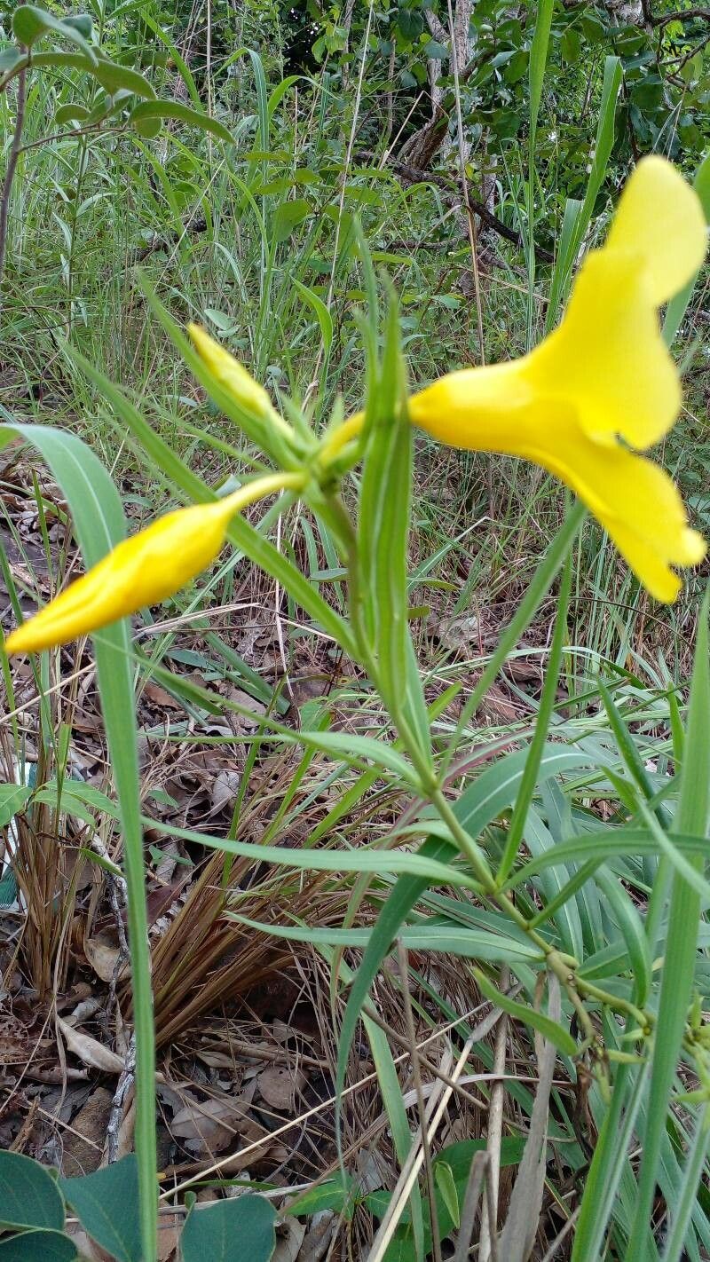 Allamanda angustifolia