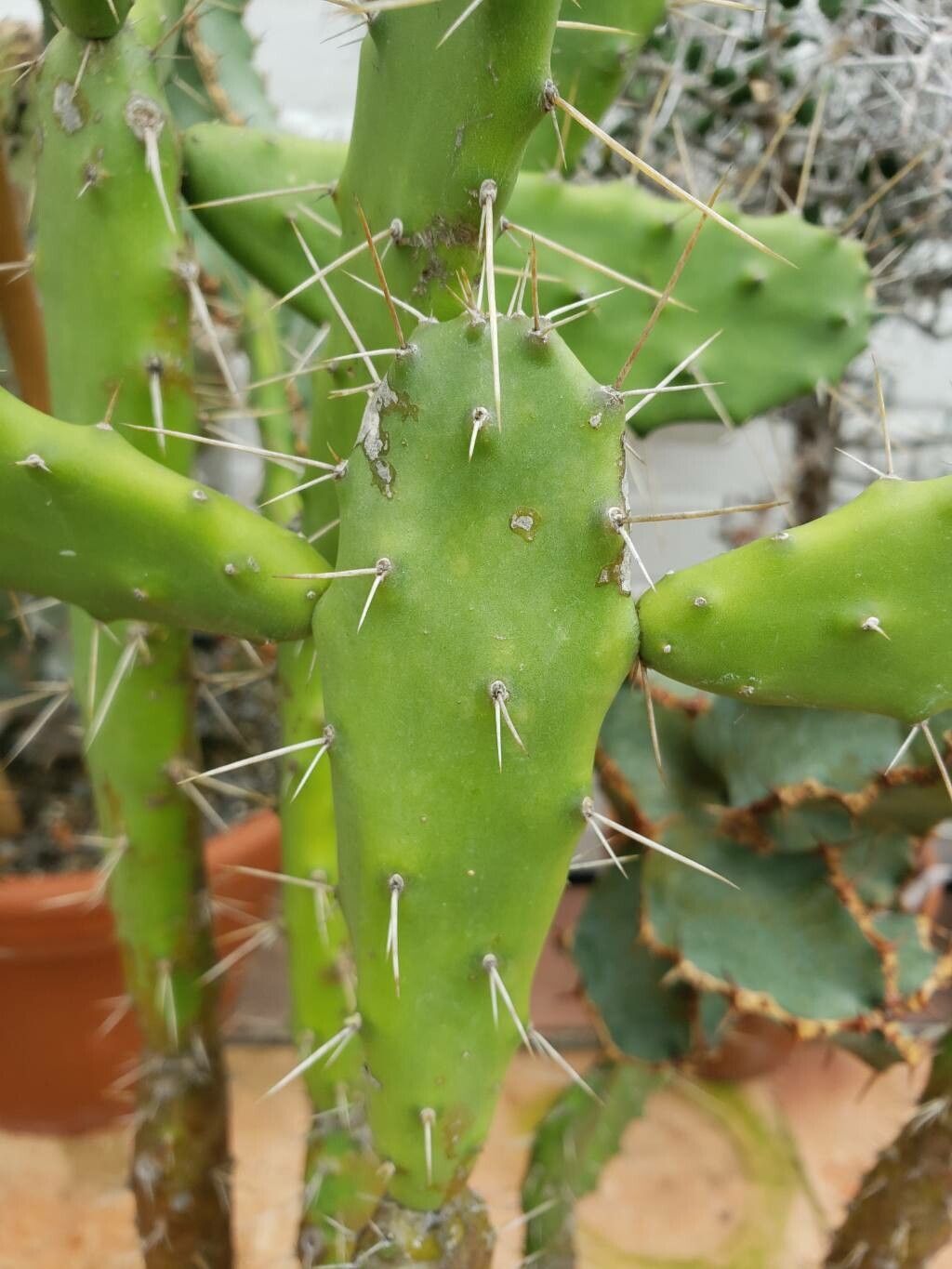 Opuntia dejecta — search result for 'Opuntia'