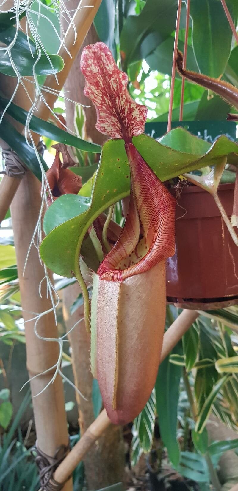 Nepenthes veitchii — search result for 'Nepenthes'