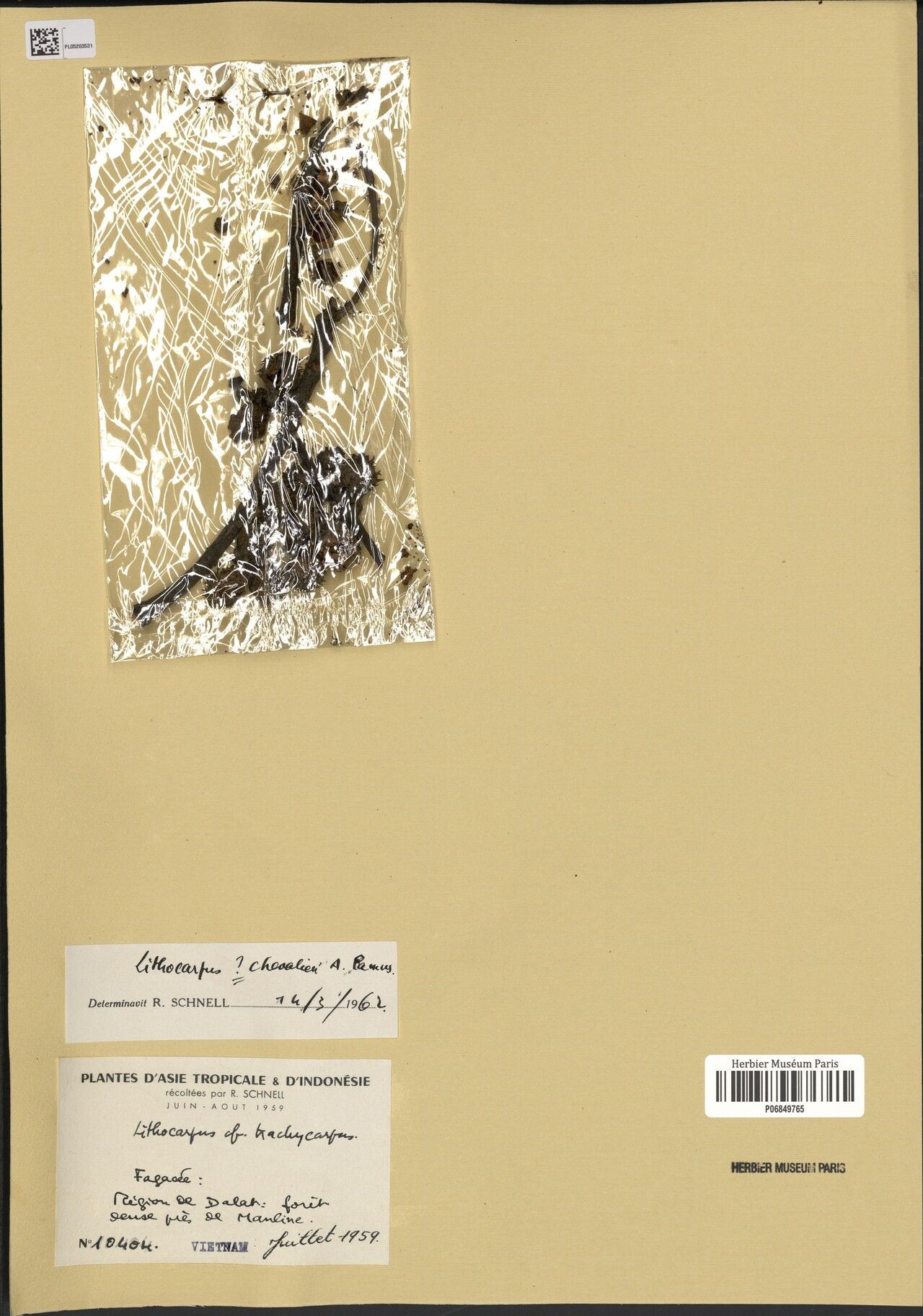 Lithocarpus chevalieri — houseplant care guide