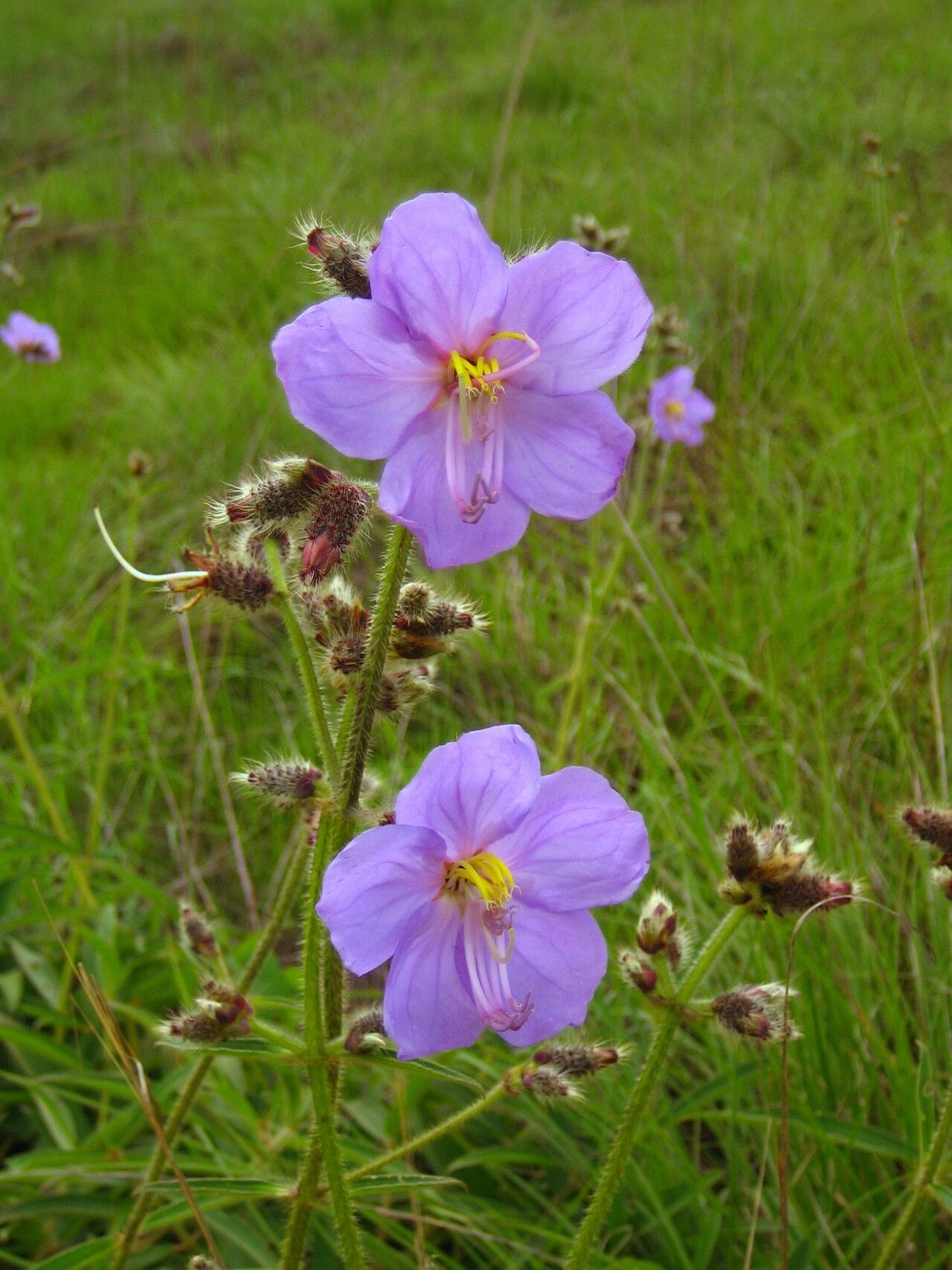 Dissotis grandiflora — related species from the same genus