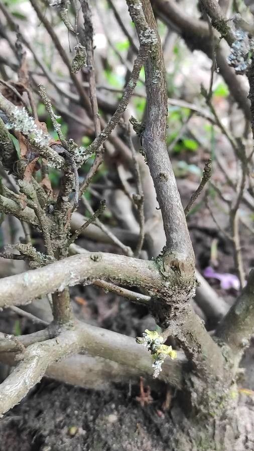 Rhododendron impeditum bark