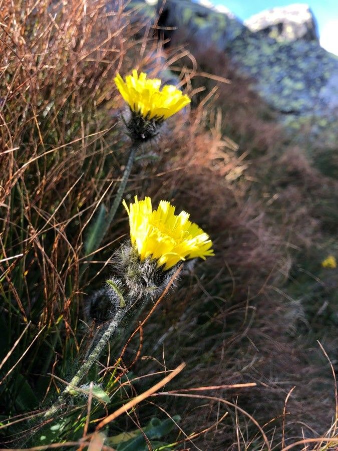 Hieracium halleri flower