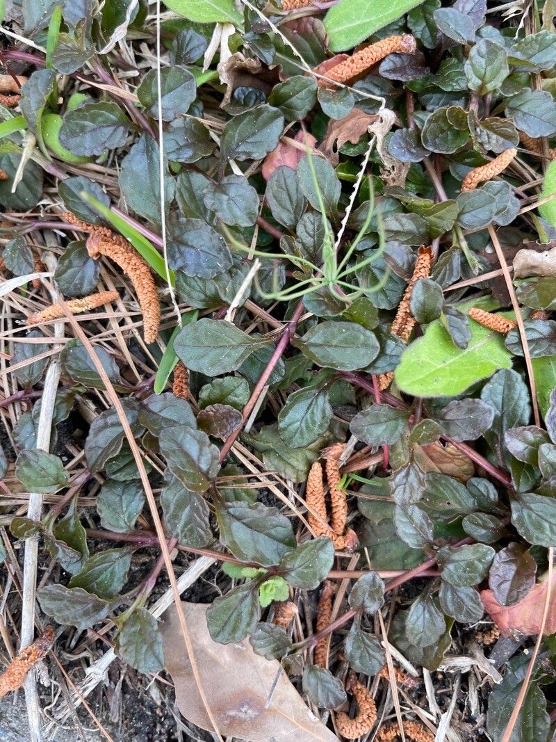 Strobilanthes reptans leaf