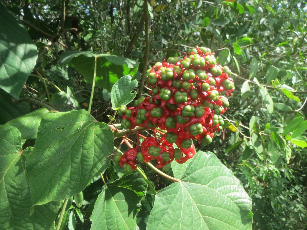 Clerodendrum buchananii flower
