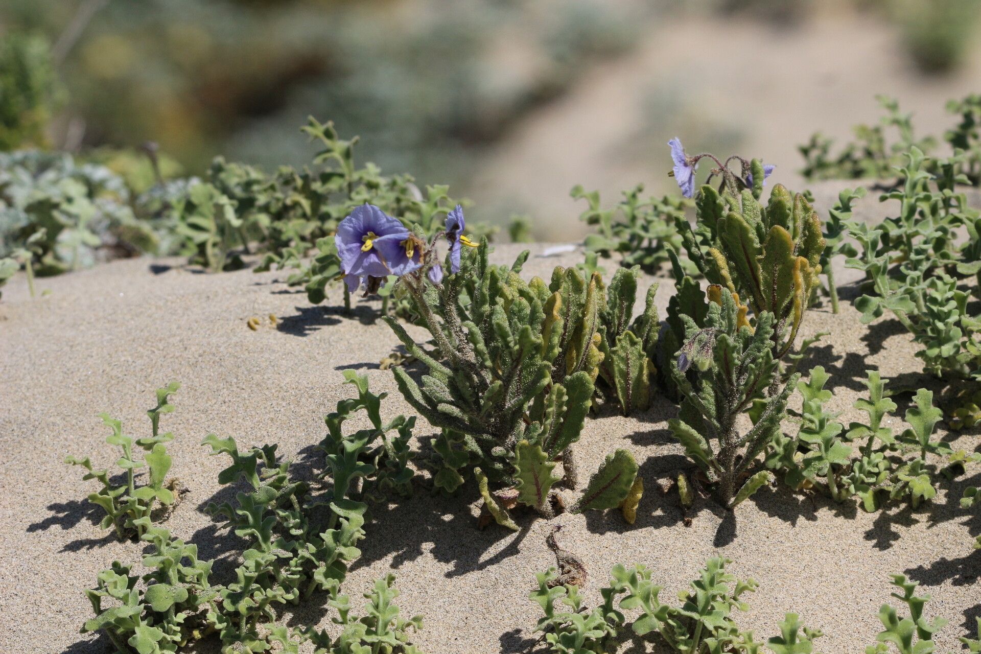 Solanum coquimbense — houseplant care guide